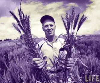 Wheat Gluten Leaky Gut and Autoimmune Disease