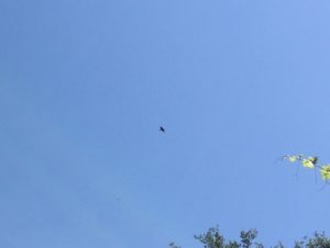 eagle1