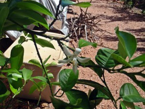 Meyer Lemon Blossom