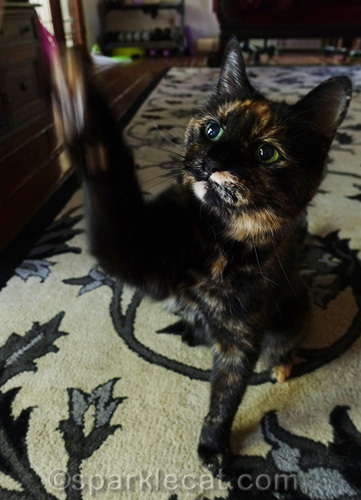 tricky tortie cat trying to do high five for treat