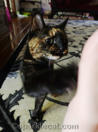 tortoiseshell cat giving a high five