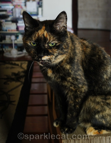 malevolent looking tortoiseshell cat