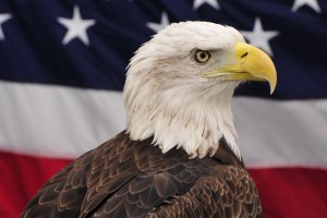 4676286539_5a8ca013a0_b