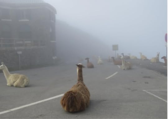 Llamas in the Tour de France (Photo: Joel Adages/Facebook)