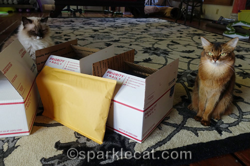 ragdoll cat and somali cat help with shipping blogpaws swag