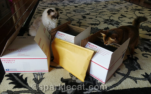 ragdoll cat and somali cat examine contents of boxes to be shipped