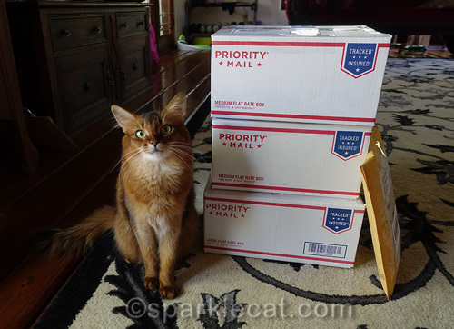 somali cat with stack of priority mail boxes of BlogPaws swag