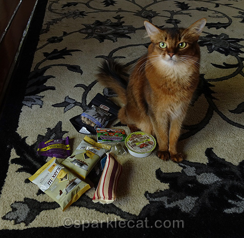 somali cat with treats and toy from BlogPaws