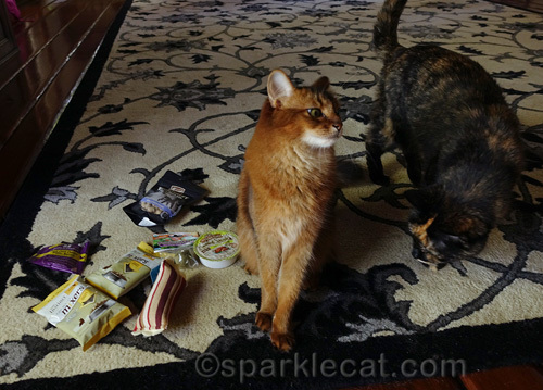 somali cat looking at tortoiseshell cat