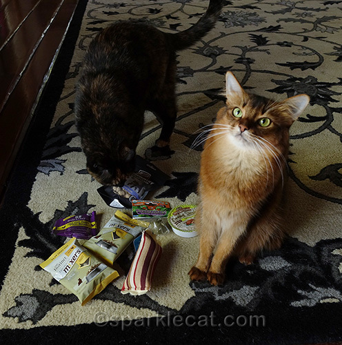 somali cat annoyed by tortoiseshell cat