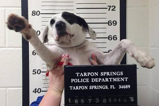 tarpon_springs_dog