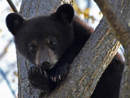 Black Bear Cub