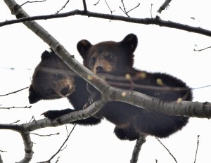 Little Tony with ear tags with new sibling no ear tags