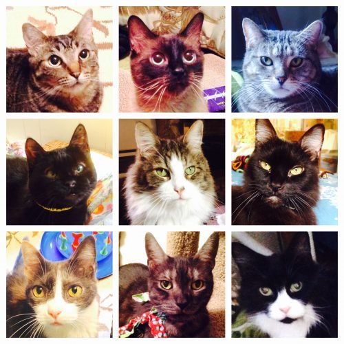 nine-lives