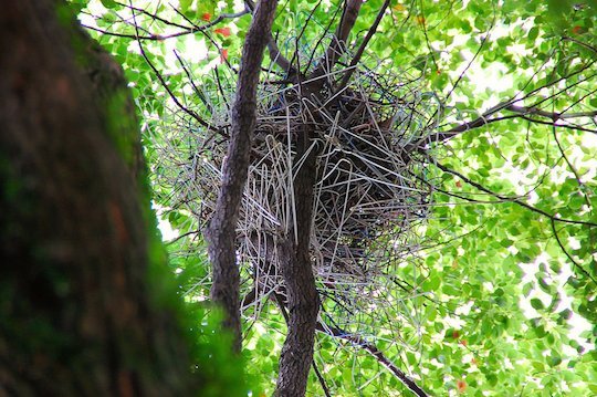 Tokyo crow's nest by Brian G. Kennedy