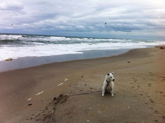 [Belle at the beach, January 2014.]