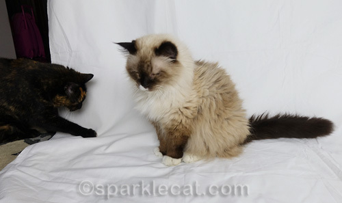 tortoiseshell cat photobombs ragdoll cat