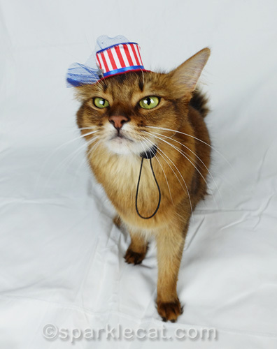 somali cat hating fourth of july hat - one of several outtakes