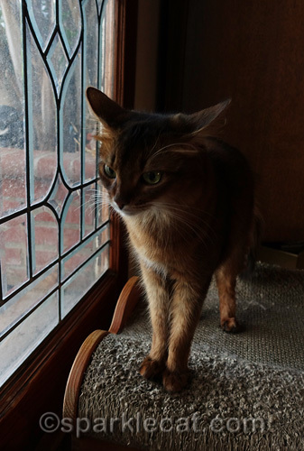 somali cat annoyed at being disturbed