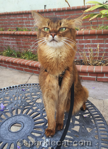 somali cat wrinkling her nose at something outside