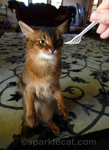 somali cat chewing on chunk of cat food while sitting up