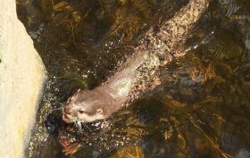 angry-faced small-clawed otter