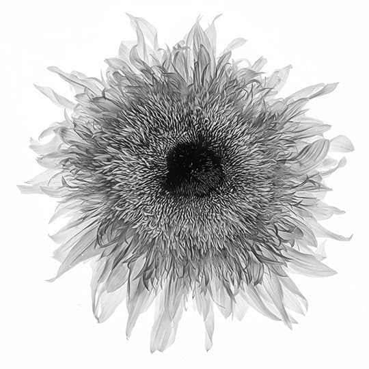 Sunflower on White in Black and White © Harold Davis