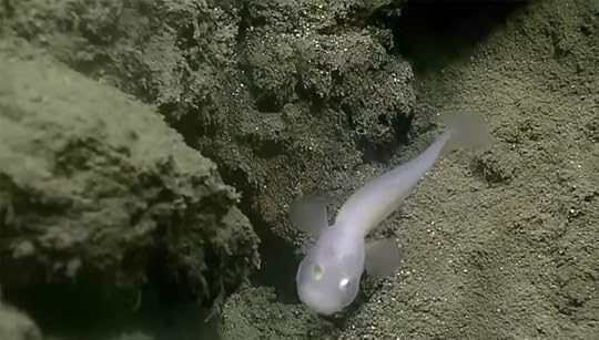 ghost fish