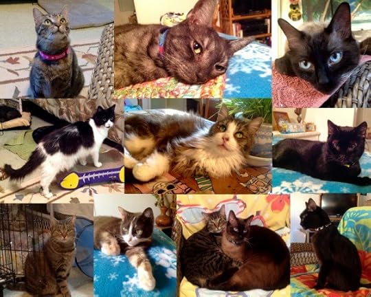 nine-cats-collage