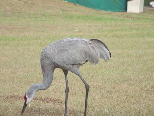 Sometimes being a writer can be as lonely as a sand hill crane standing in the middle of a field