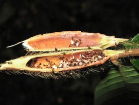 lemon-ants-02