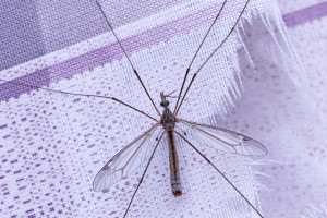 photo of a mayfly