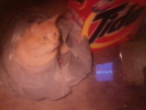 Neebs the cat sitting in a bag looking cute