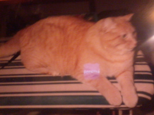 Neebs sitting on the ironing board