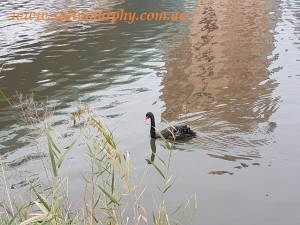 Swan on Torrens