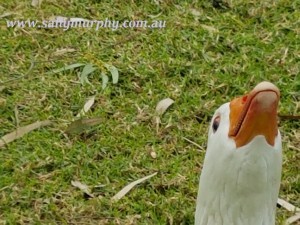 Goose