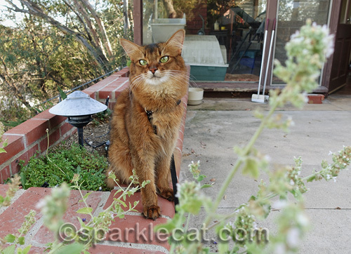 somali cat sitting near planter of catnip