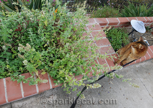somali cat looking at overgrown catnip plants