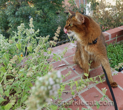 somali cat licks her nose as she looks at catnip plants