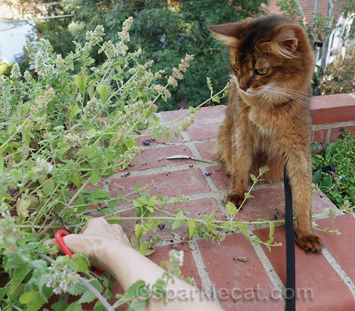 somali cat supervises as her human cuts back the catnip