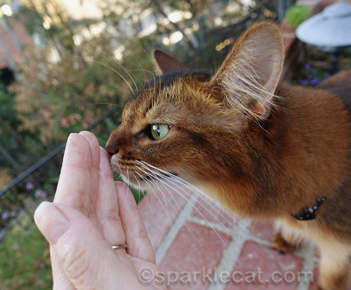 somali cat sniffs human's hand after cutting back catnip