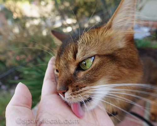 somali cat licks human's hand, which smells like catnip