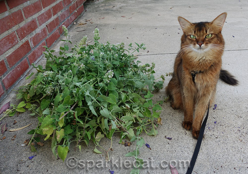 somali cat sitting next to her catnip harvest