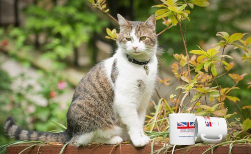 Larry-Downing-Street-cat
