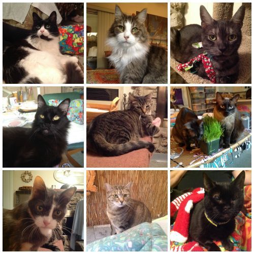 9-cats-collage
