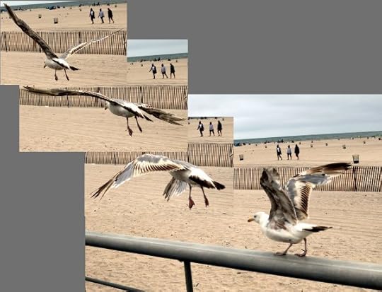 Gull taking flight on the boardwalk at Jones Beach.