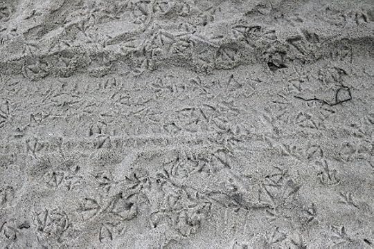 Random artsy shot of seagull tracks in the sand.