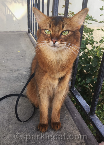 somali cat ponders the healing power of rescue