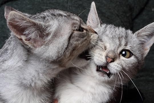 cat fight