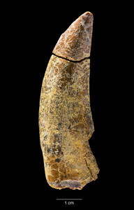 Tooth of the new tyrannosaur Timurlengia euotica, found in Uzbekistan.